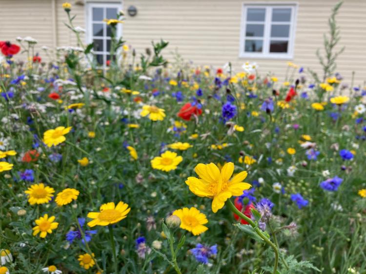 Stort bed med vilde blomster